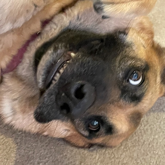 Meet your Posher, George - Picture 1 of 1